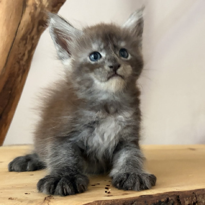 BERNARD - Maine Coon
