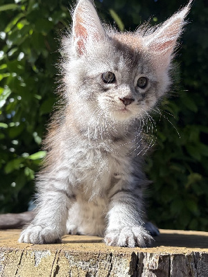 BLISS - Maine Coon