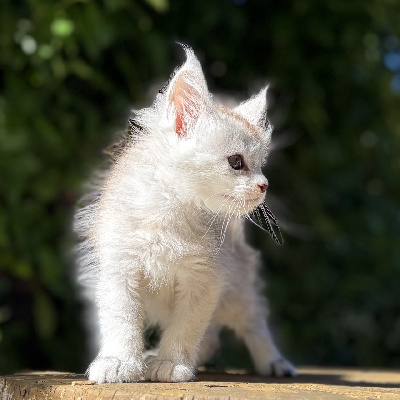 BETSI - Maine Coon