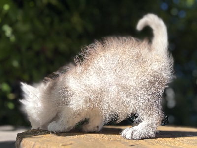 BETSI - Maine Coon