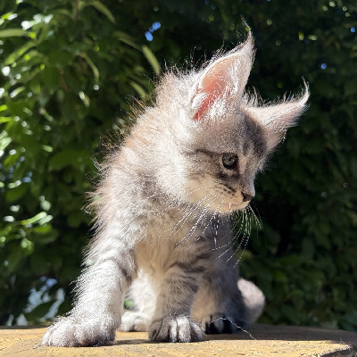 BLISS - Maine Coon