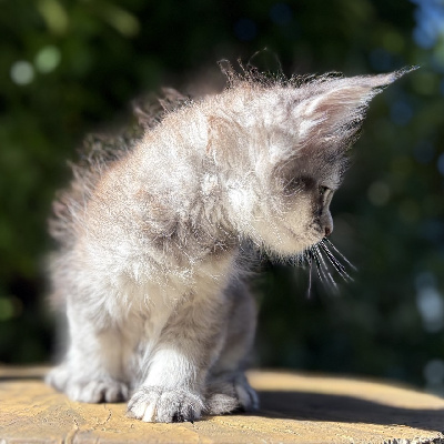 BEKKY - Maine Coon