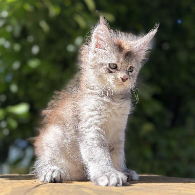 BEKKY - Maine Coon