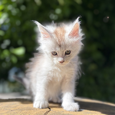 BETSI - Maine Coon