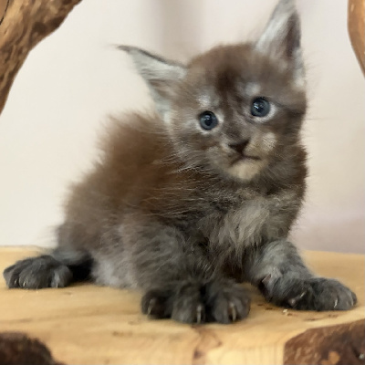 BERNARD - Maine Coon