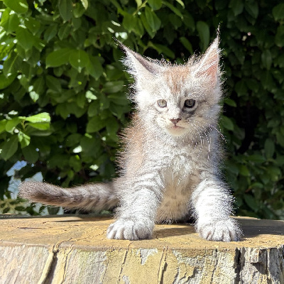 BLISS - Maine Coon