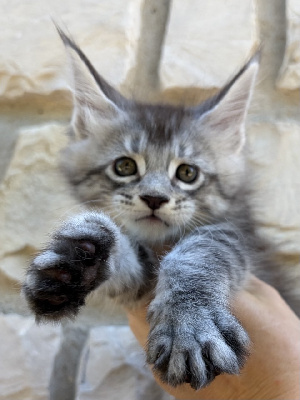 BLISS - Maine Coon