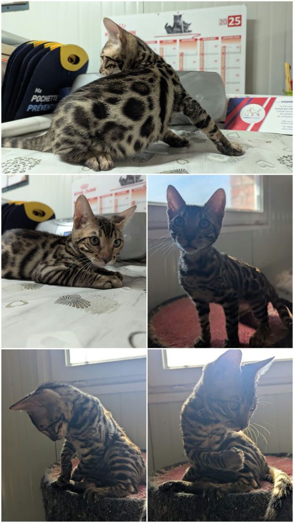 Des Rex'poils - Chatons Disponible