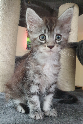 Ti Ar C'hizhier - Chaton disponible  - Maine Coon