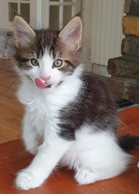 Ti Ar C'hizhier - Chaton disponible  - Maine Coon