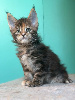 Maine Coon