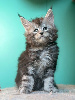 Maine Coon