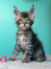 Maine Coon