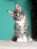 Maine Coon