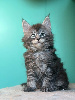 Maine Coon