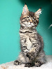 Maine Coon