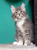 Maine Coon