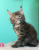Maine Coon