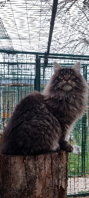 Of Odin's Valkyrie - Chaton disponible  - Maine Coon