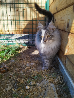 Of Odin's Valkyrie - Chaton disponible  - Maine Coon