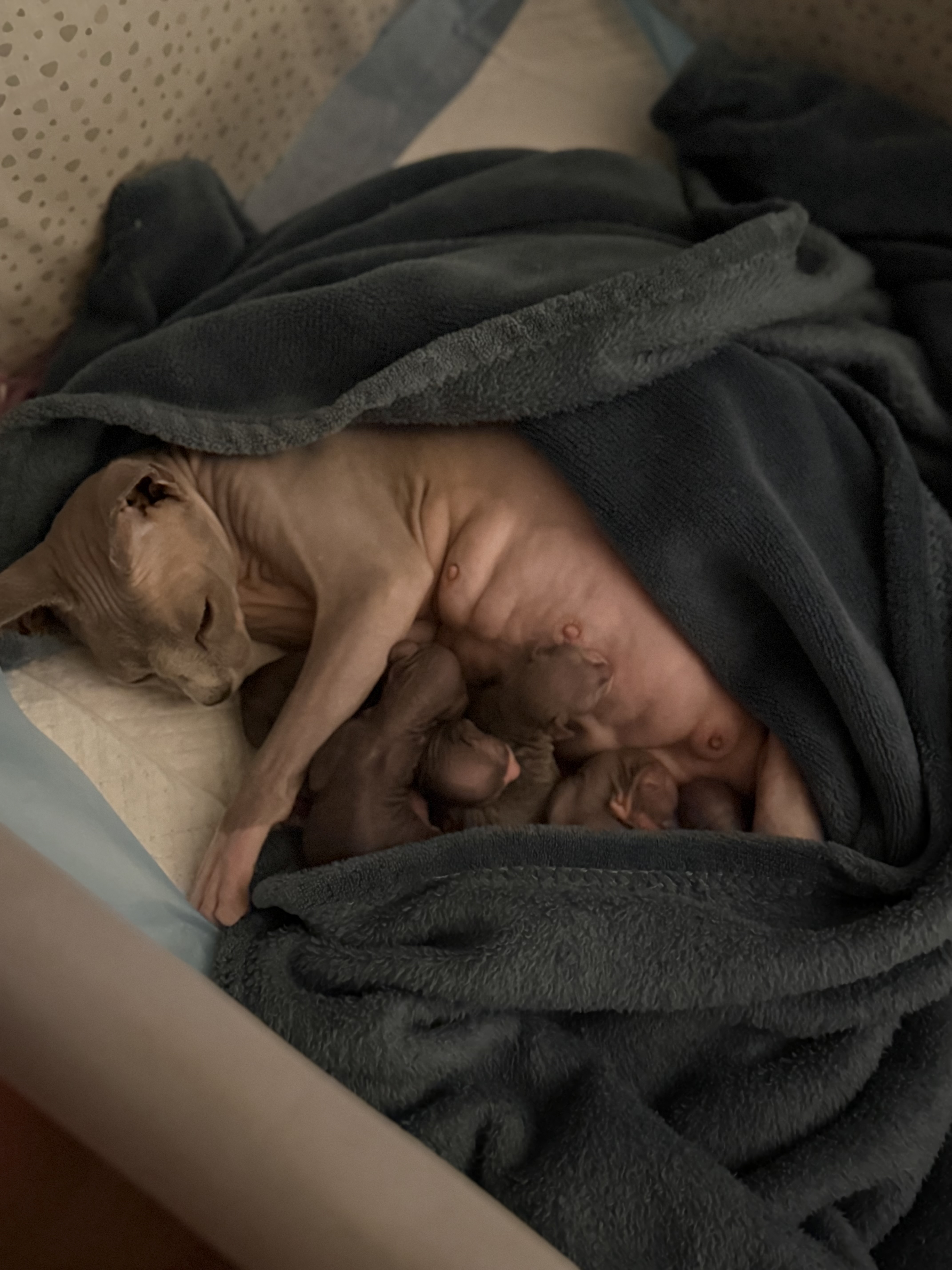 chaton Sphynx De Mistradenn