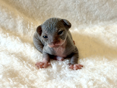 De Mistradenn - Chaton disponible  - Sphynx