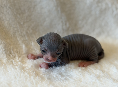 De Mistradenn - Chaton disponible  - Sphynx