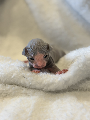 De Mistradenn - Chaton disponible  - Sphynx