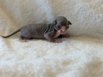 De Mistradenn - Chaton disponible  - Sphynx