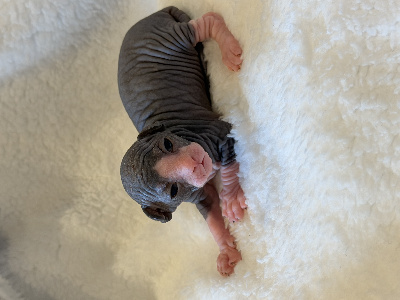 De Mistradenn - Chaton disponible  - Sphynx
