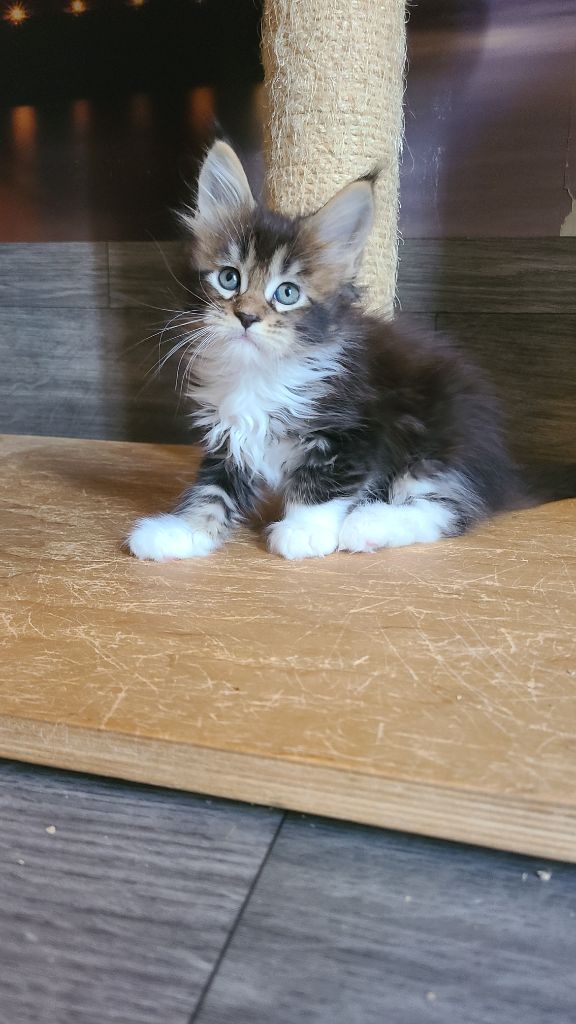 Des Calin'coons - Chatons disponibles !