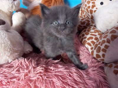 De Ghost And Delia - Chaton disponible  - Maine Coon