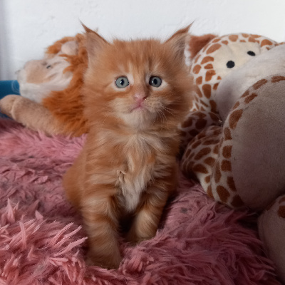 De Ghost And Delia - Chaton disponible  - Maine Coon