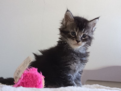 BORN TO BE MAGIC - Maine Coon