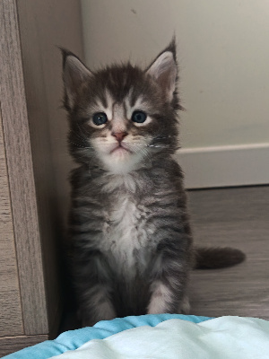 BORN TO BE WILD - Maine Coon
