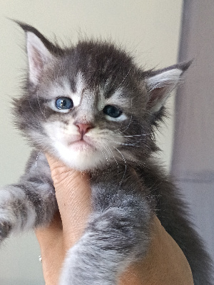 BORN TO BE WILD - Maine Coon