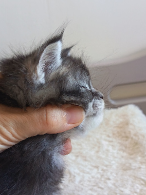 BORN TO BE MAGIC - Maine Coon