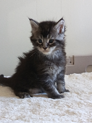 BORN TO BE MAGIC - Maine Coon