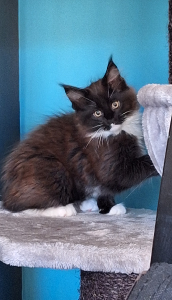 De Flo Ard'n Coon - Chaton disponible  - Maine Coon