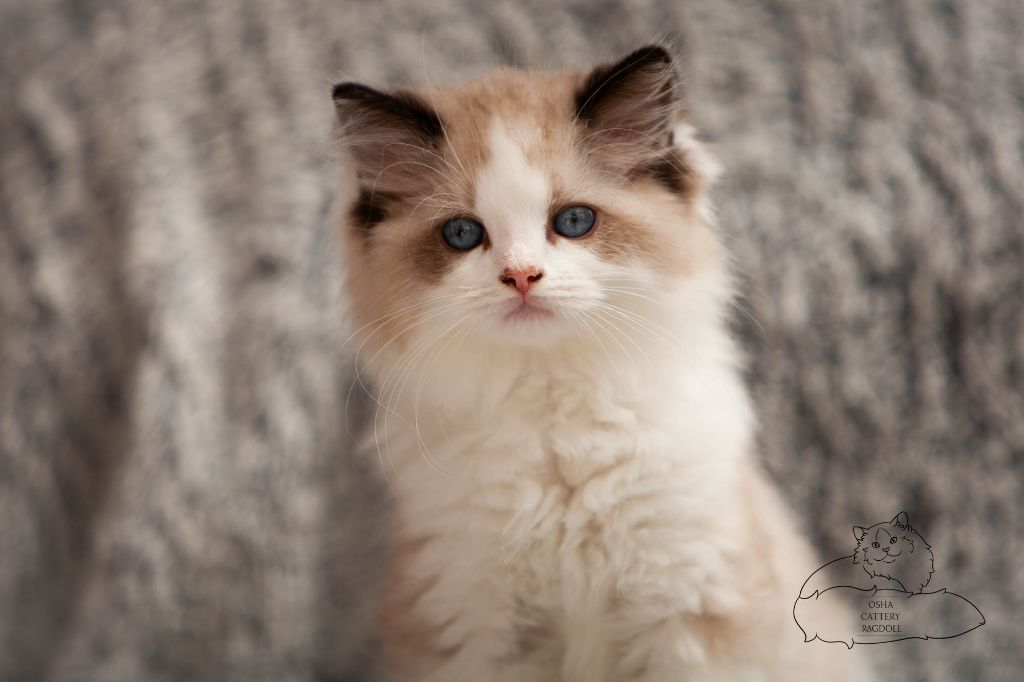 Osha Doll - Nouvelles photos de nos chatons Ragdoll LOOF disponibles.