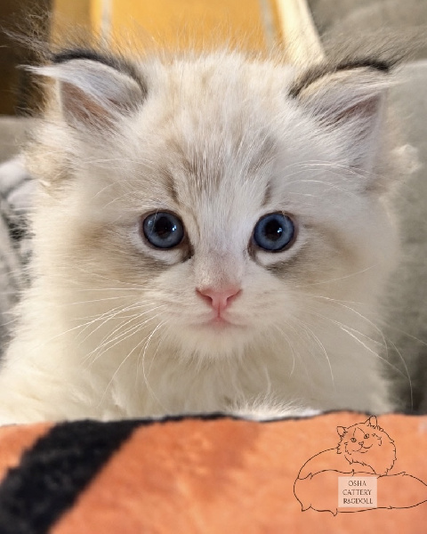 chaton Ragdoll Osha Doll
