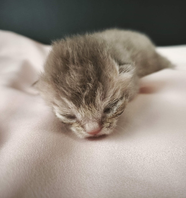 Des Joyaux Des Songes - Chaton disponible  - British Shorthair et Longhair