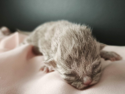 Des Joyaux Des Songes - Chaton disponible  - British Shorthair et Longhair