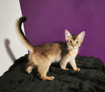 Des Joyaux Des Songes - Chaton disponible  - Somali