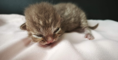 Des Joyaux Des Songes - Chaton disponible  - British Shorthair et Longhair