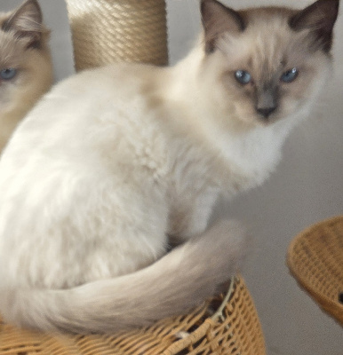 Du Palais De Muzy - Chaton disponible  - Ragdoll