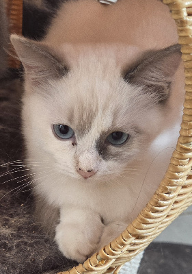 Du Palais De Muzy - Chaton disponible  - Ragdoll