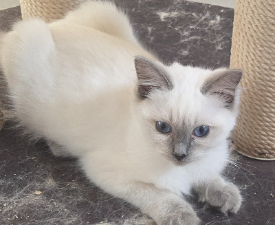 Du Palais De Muzy - Chaton disponible  - Ragdoll