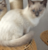PORTEE DE ZOE ET JASPER Ragdoll