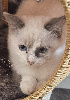 PORTEE DE ZOE ET JASPER Ragdoll